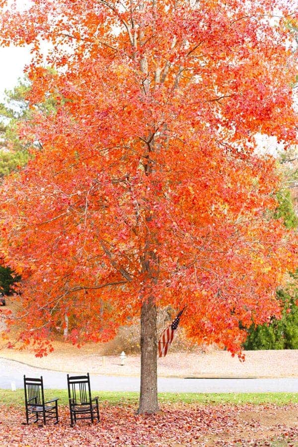 Autumn Fall Leaves in Georgia