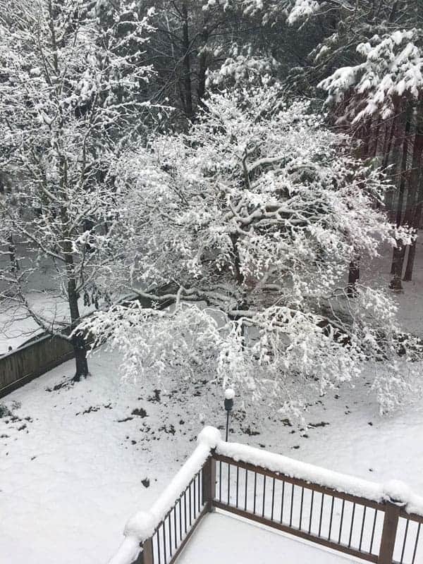 Snow in Georgia