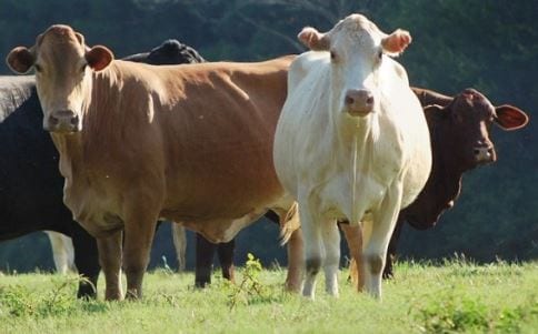 Cows in Ohio