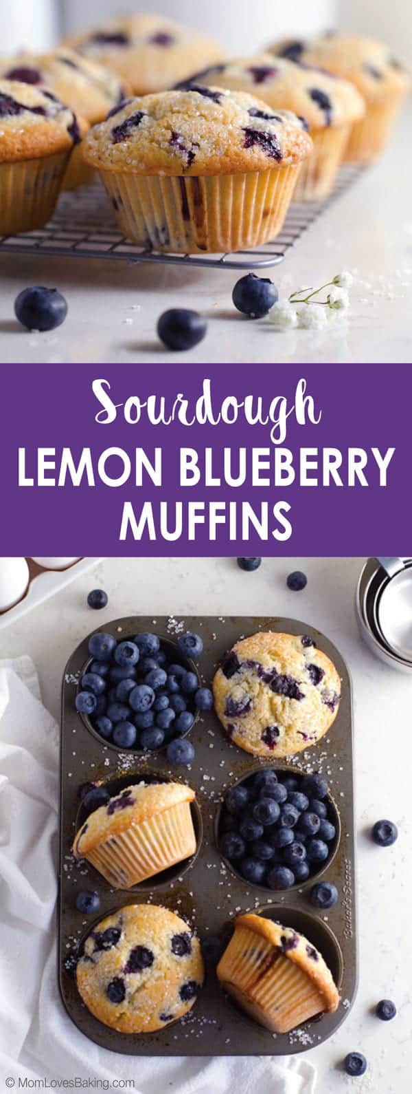 Sourdough Lemon Blueberry Muffins in muffin pan