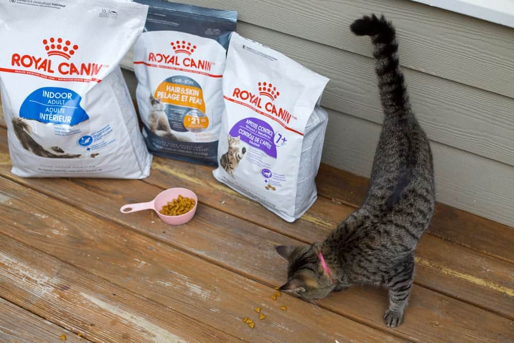 Royal canin food for kitty cats